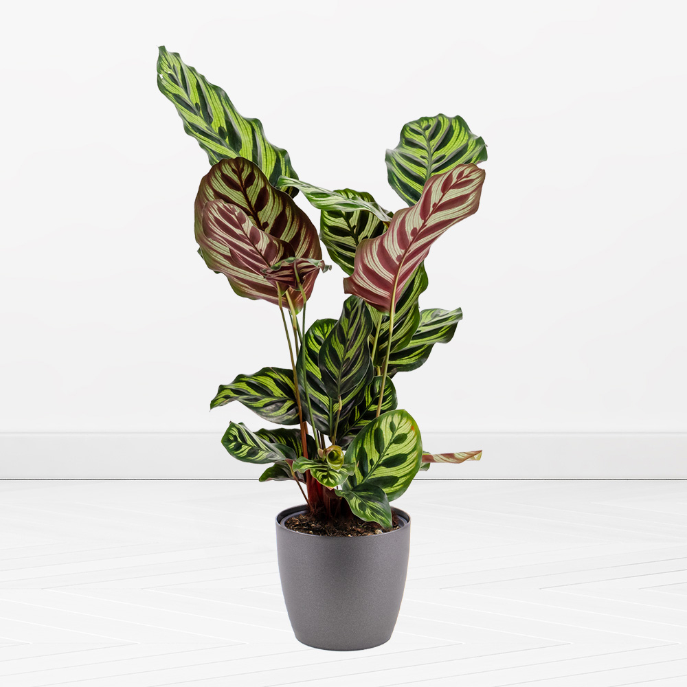 Pfauen-Korbmarante | +- 60 cm | ø 18 | Calathea makoyana