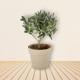Olivenbaum (Busch) + gratis Topf | +/- 30-40 cm | ø 15 cm | Olea Europaea