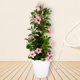 Rosa Mandevilla Pyramide + gratis Topf | +/- 70-80 cm | ø 17 cm