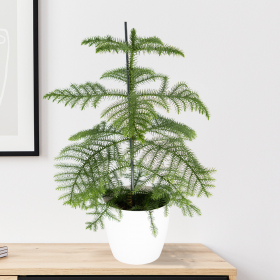 Zimmertanne + gratis Topf weiß | 60-70 cm | ø 17 cm | Araucaria