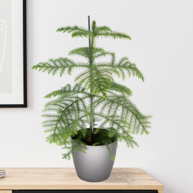 Zimmertanne + gratis Topf anthrazit | 60-70 cm | ø 17 cm | Araucaria