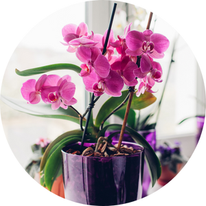 Orchidee: Bedeutung, Pflegeanleitung & mehr