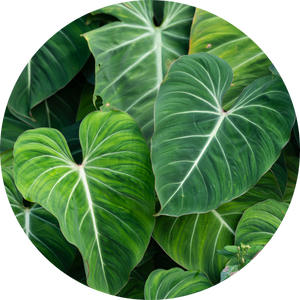 Philodendron Pflege: So geht's