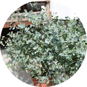 Eukalyptus – die Trendpflanze des Jahres