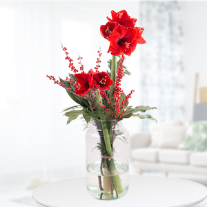 Amaryllis als Schnittblume kaufen