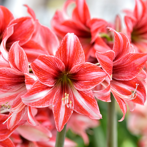 Amaryllis kaufen