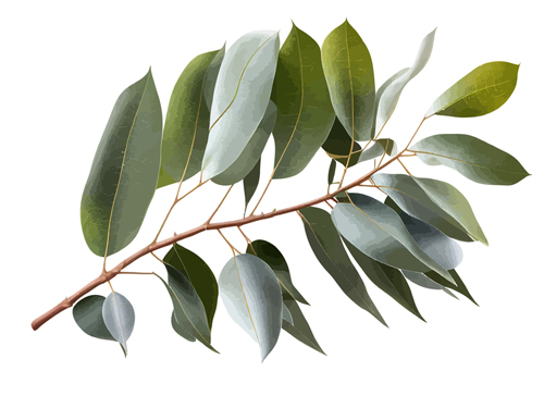 Eukalyptus Bild von Depositphotos